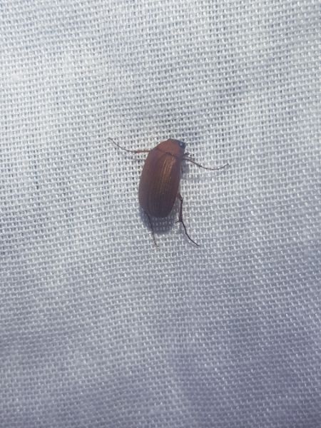 Serica brunnea  - Thomas Lux