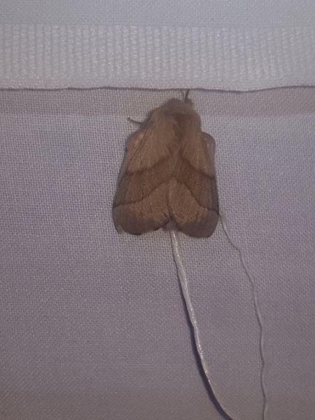 Bombyx à livrée  - Thomas Lux
