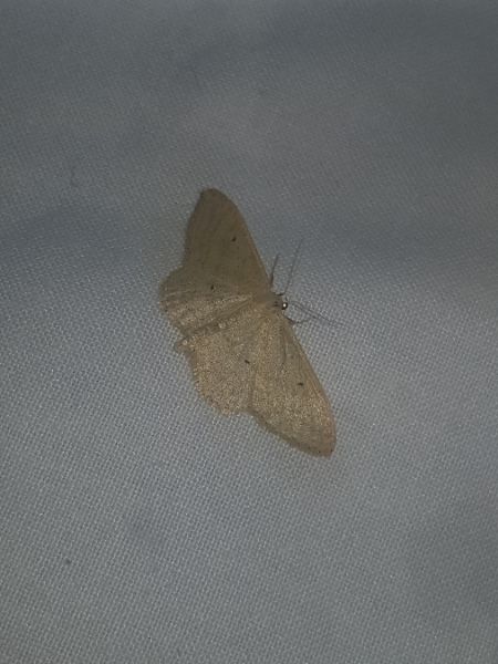 Scopula immutata  - Thomas Lux