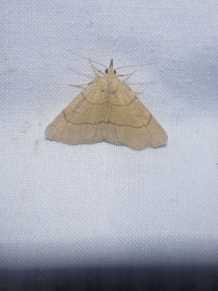Paracolax tristalis  - Thomas Lux