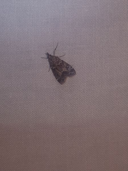 Eudonia mercurella  - Thomas Lux