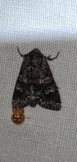 Papestra biren  - Melchior Viallet
