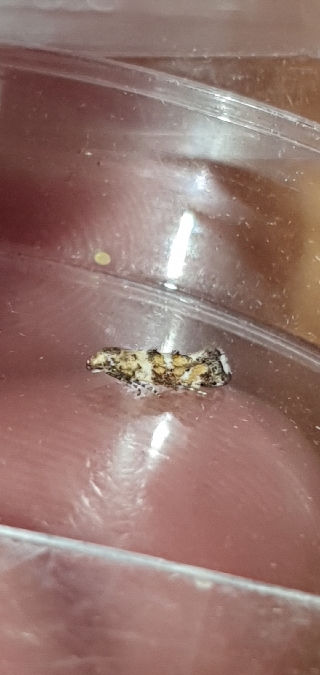 Epermenia scurella  - Melchior Viallet
