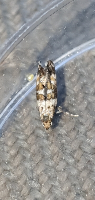 Epermenia scurella  - Melchior Viallet
