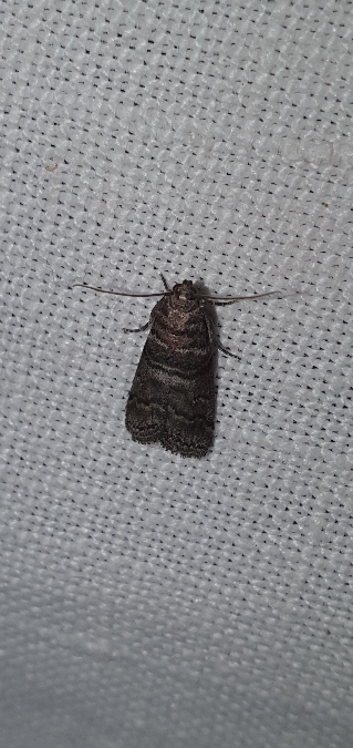 Acrobasis obtusella  - Melchior Viallet