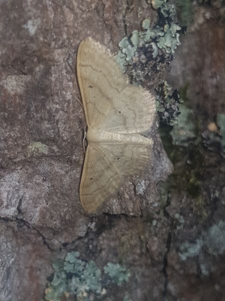 Idaea deversaria  - Thomas Lux