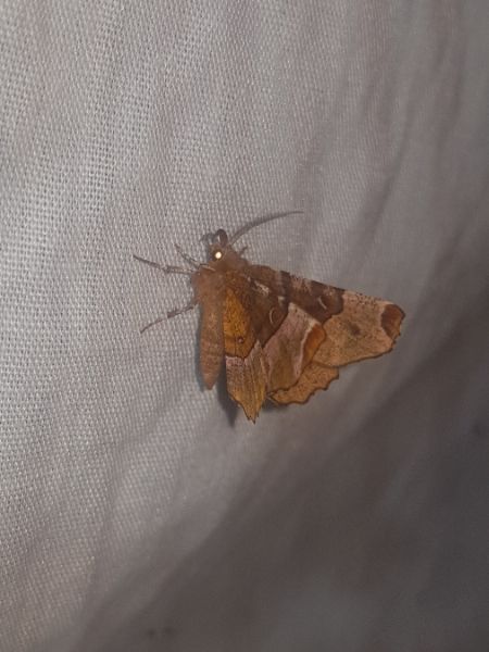 Selenia tetralunaria  - Thomas Lux