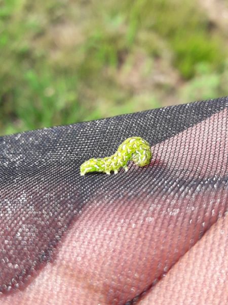 Anarta myrtilli  - Sylvain Lethuillier