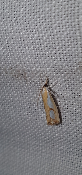 Catoptria pinella  - Melchior Viallet