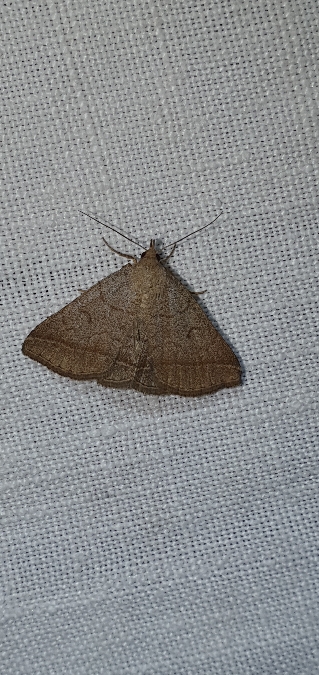 Zanclognatha lunalis  - Melchior Viallet