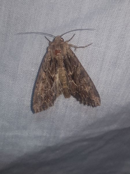 Apamea monoglypha  - Thomas Lux