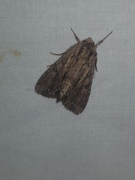 Apamea monoglypha  - Thomas Lux