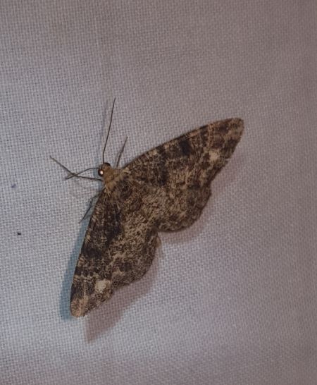 Parectropis similaria  - Thomas Lux