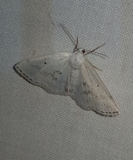 Lomographa temerata  - Thomas Lux