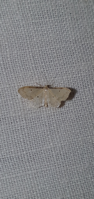 Idaea politaria  - Melchior Viallet