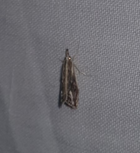 Catoptria verellus  - Thomas Lux