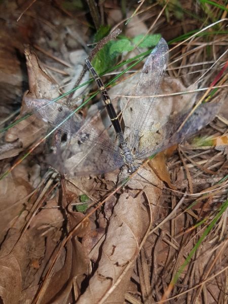 Distoleon tetragrammicus  - Thomas Lux