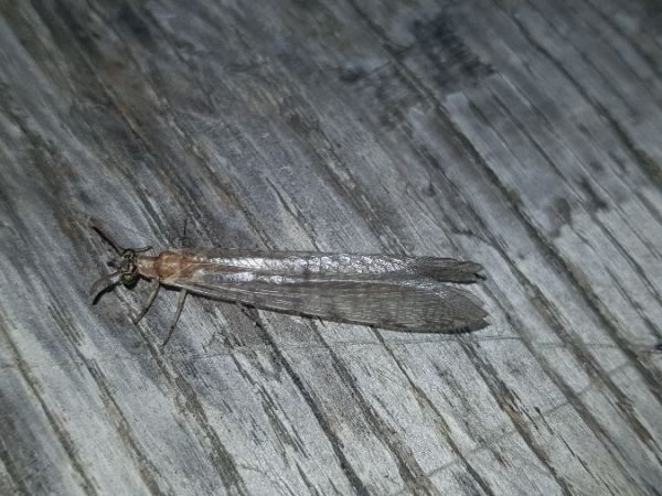 Myrmeleon formicarius  - Thomas Lux