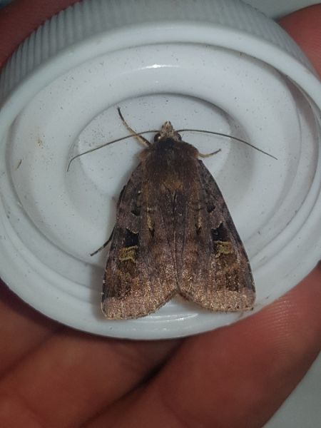 Diarsia brunnea  - Thomas Lux