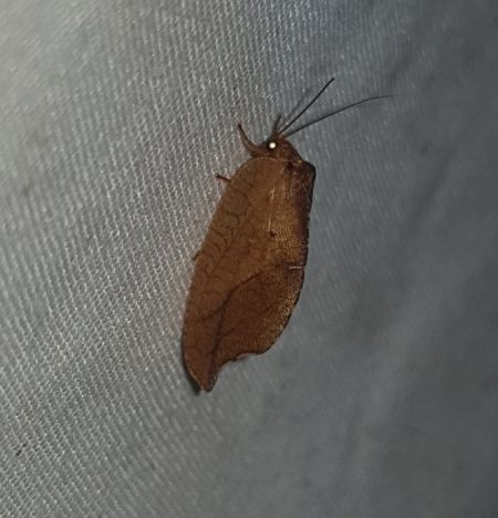 Drepanepteryx phalaenoides  - Thomas Lux