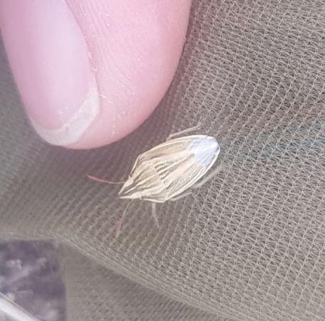 Aelia acuminata  - Thomas Lux