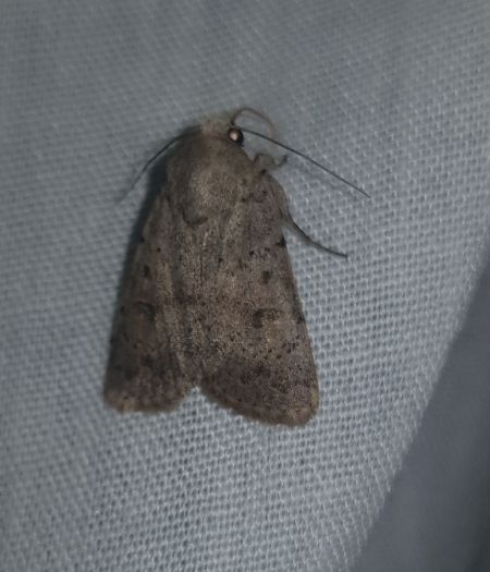 Hoplodrina respersa  - Thomas Lux