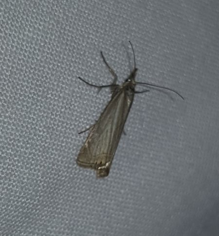 Crambus des jardins  - Thomas Lux