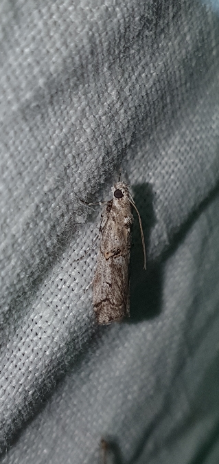 Pempelia palumbella  - Melchior Viallet