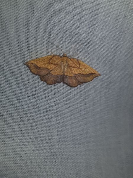 Epione repandaria  - Thomas Lux