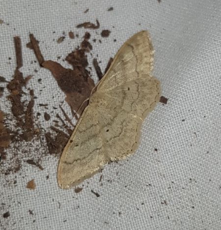 Idaea deversaria  - Thomas Lux