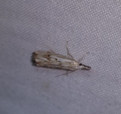 Catoptria falsella  - Thomas Lux
