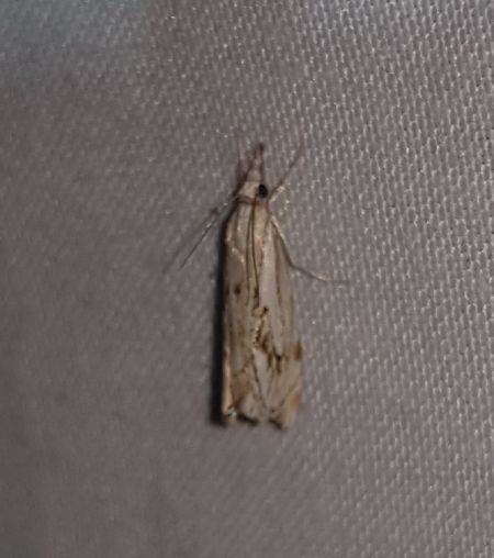 Catoptria falsella  - Thomas Lux