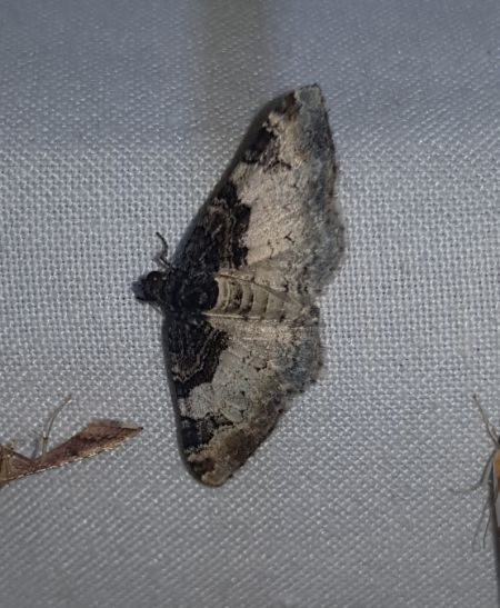 Catarhoe cuculata  - Thomas Lux