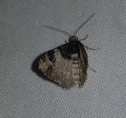Catarhoe cuculata  - Thomas Lux