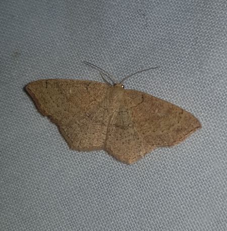 Cyclophora ruficiliaria  - Thomas Lux
