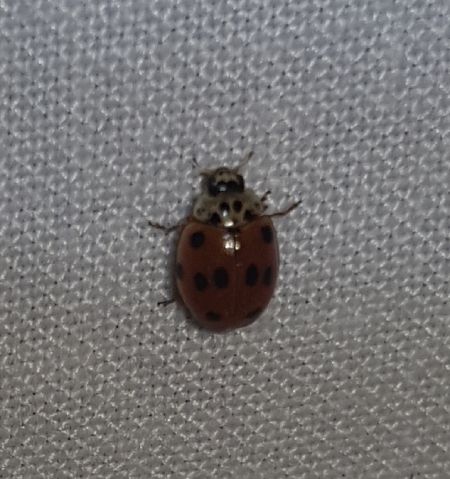 Coccinelle à dix points  - Thomas Lux