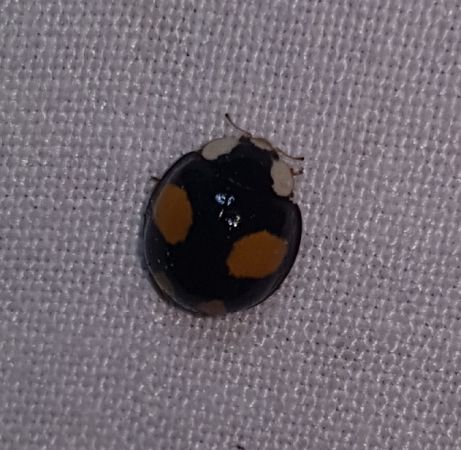 Coccinelle asiatique  - Thomas Lux