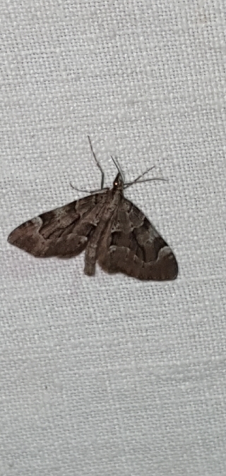 Epilobophora sabinata  - Melchior Viallet