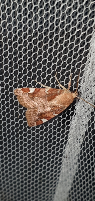 Cosmia diffinis  - Melchior Viallet