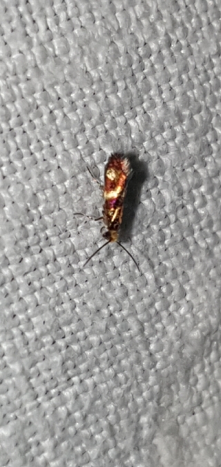 Micropterix aglaella  - Melchior Viallet