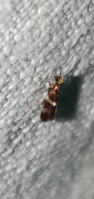 Micropterix aglaella  - Melchior Viallet