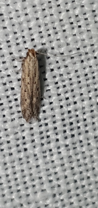 Metzneria paucipunctella  - Melchior Viallet