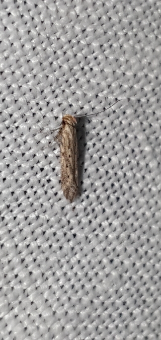 Metzneria paucipunctella  - Melchior Viallet