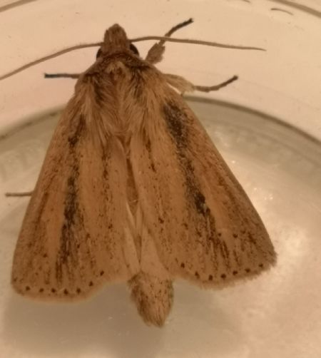 Globia sparganii  - Françoise Rauzieres (TGB-SSNTG)