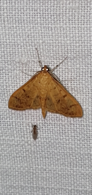 Pleuroptya balteata  - Melchior Viallet