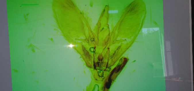 Pleuroptya balteata  - Melchior Viallet