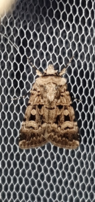 Chersotis multangula  - Melchior Viallet