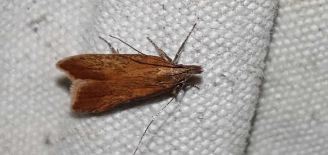 Dichomeris ustalella  - Melchior Viallet