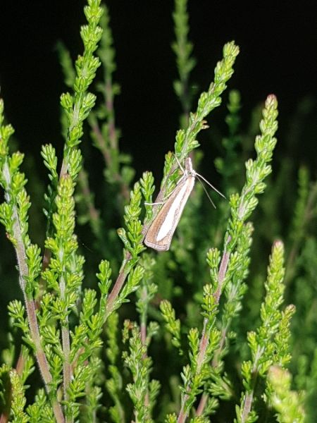 Catoptria margaritella  - Thomas Lux