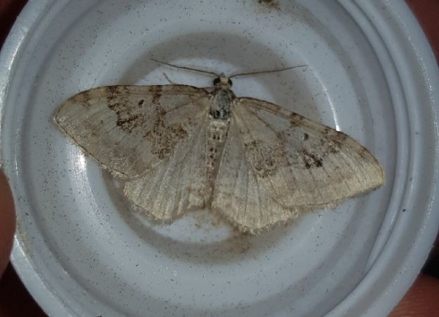 Xanthorhoe montanata  - Thomas Lux